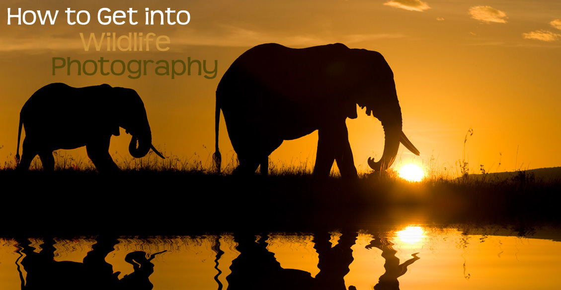 How to Get into Wildlife Photography