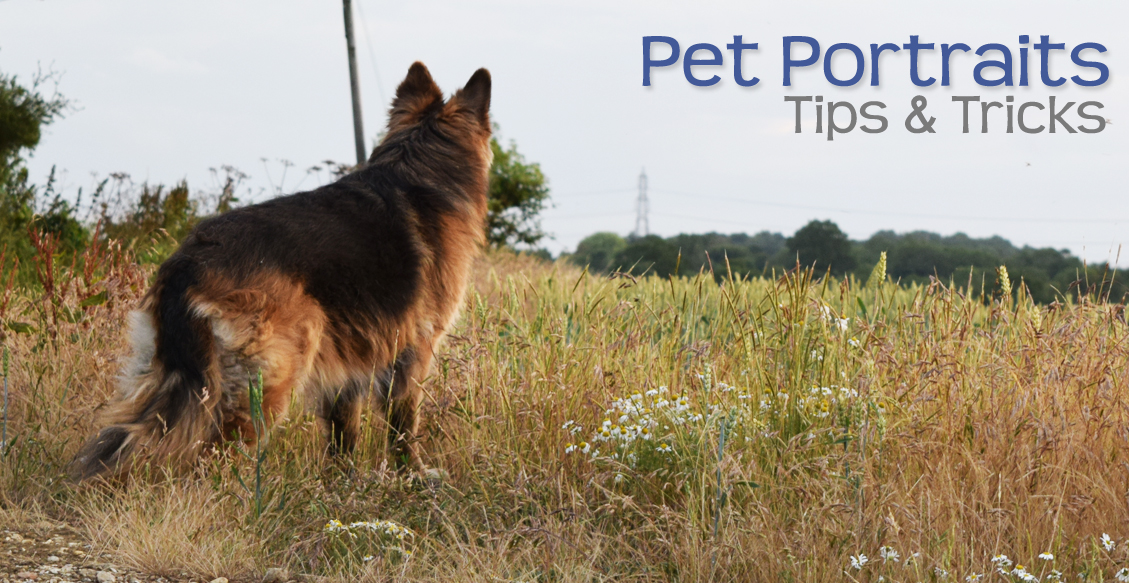Pet Portraits – Tips & Tricks