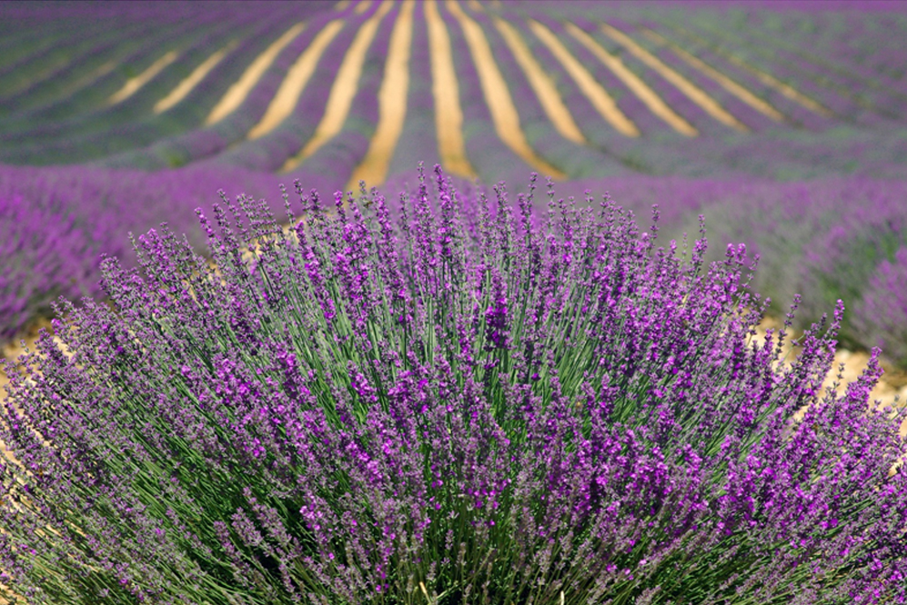 Places Every Photographer Should Visit Valensole Plateau France